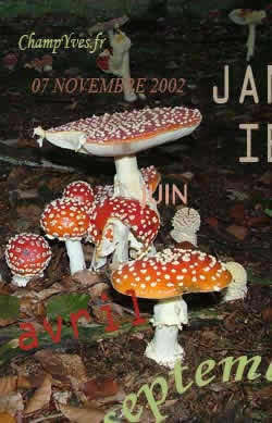 Amanita muscaria